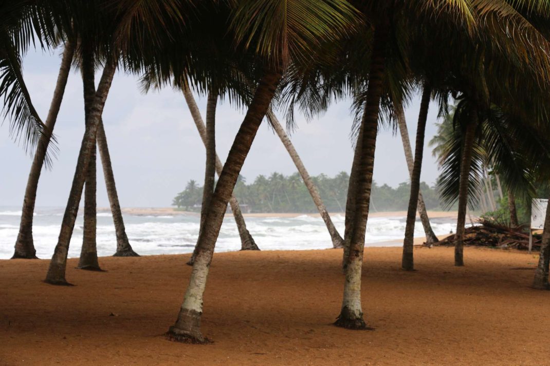 Cocotiers sur une plage près de Grand-Béréby, sur la côte sud-ouest.@Philippe Bourget