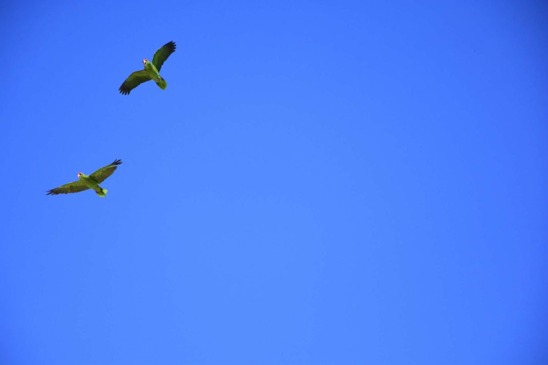 Le Parc des Oiseaux. @Olivia Le Sidaner