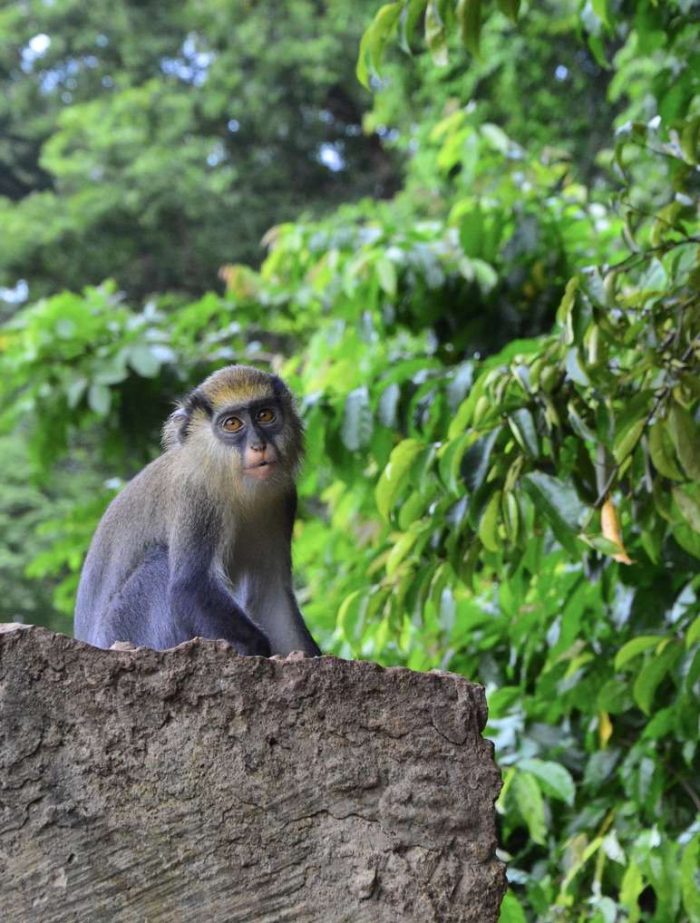 Singe, près de Man. @Olivia Le Sidaner
